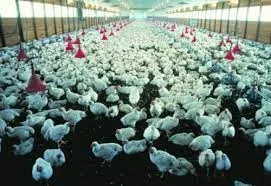 افضل مقاول تركيب هناجر في جميع مناطق المملكة السعوديه